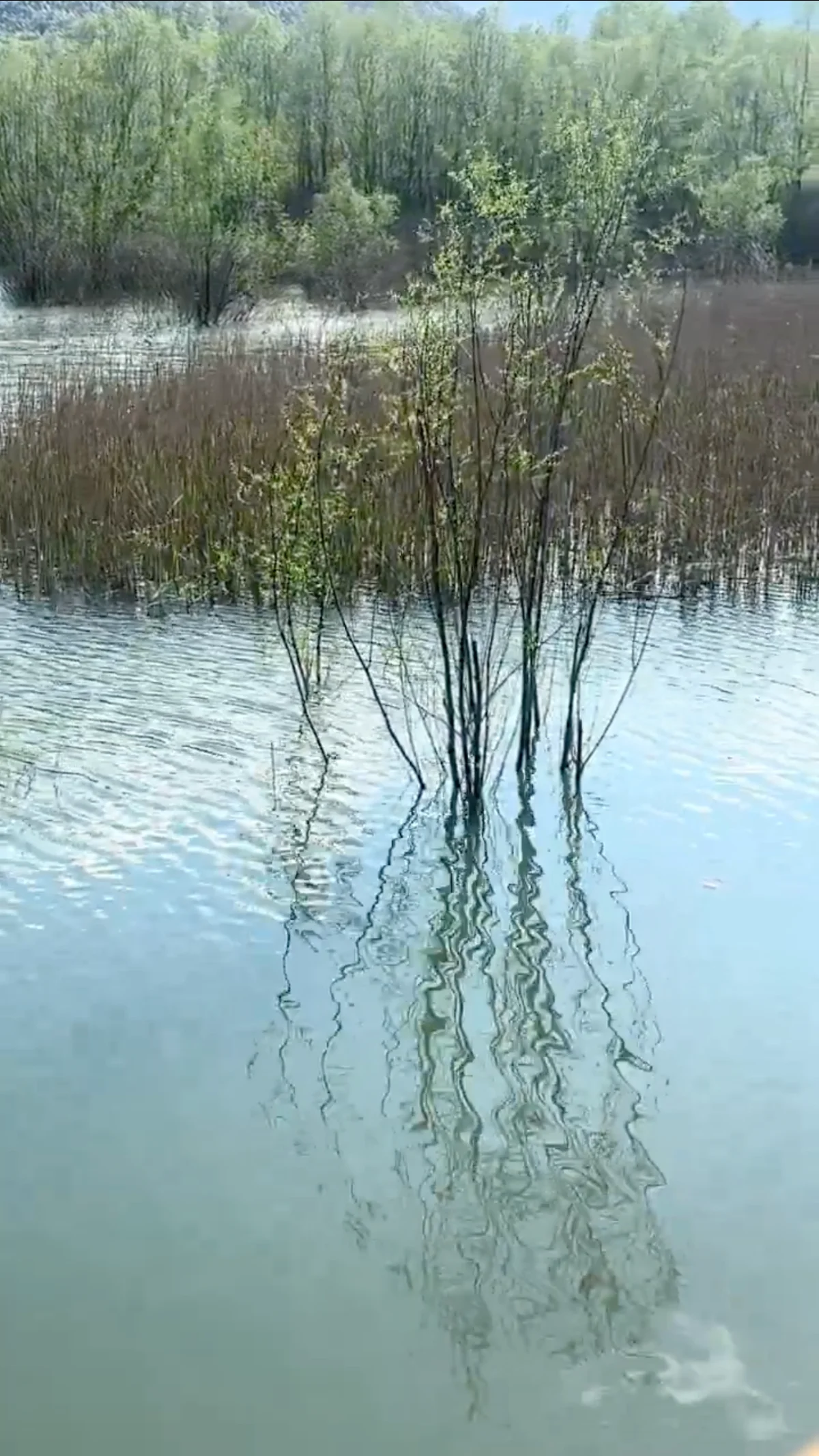 Generative Art of Marbling — Reeds and water reflections — source